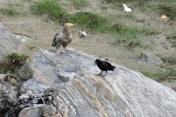 Vulture Tour in Nepal